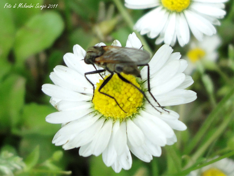 Empididae: Empis cfr.sericans